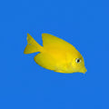 An attractive, solid yellow fish of the ctenochaetus genus.