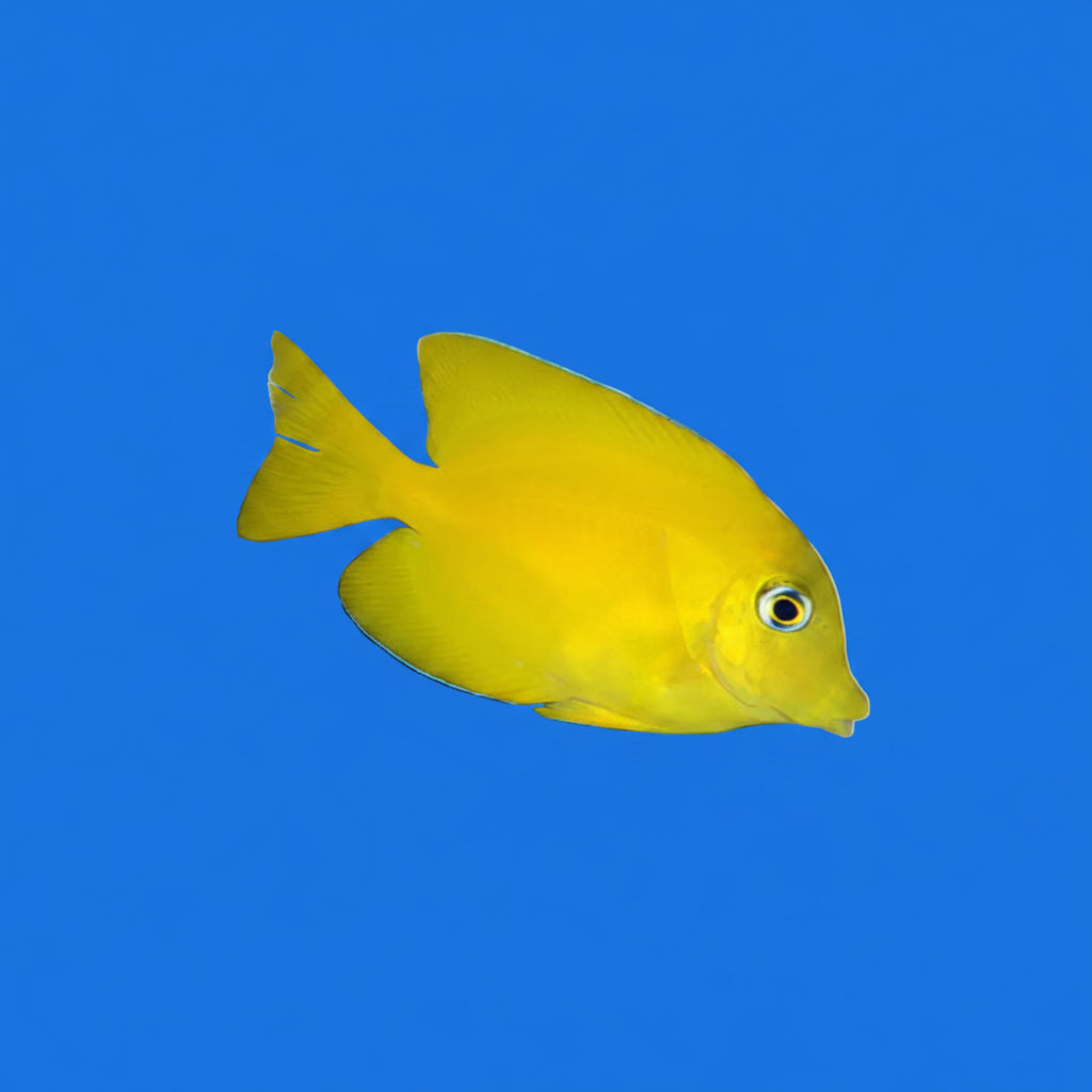 An attractive, solid yellow fish of the ctenochaetus genus.