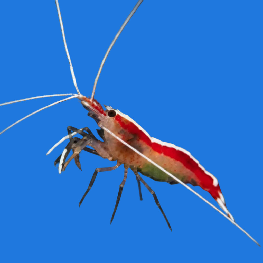 Skunk Cleaner Shrimp