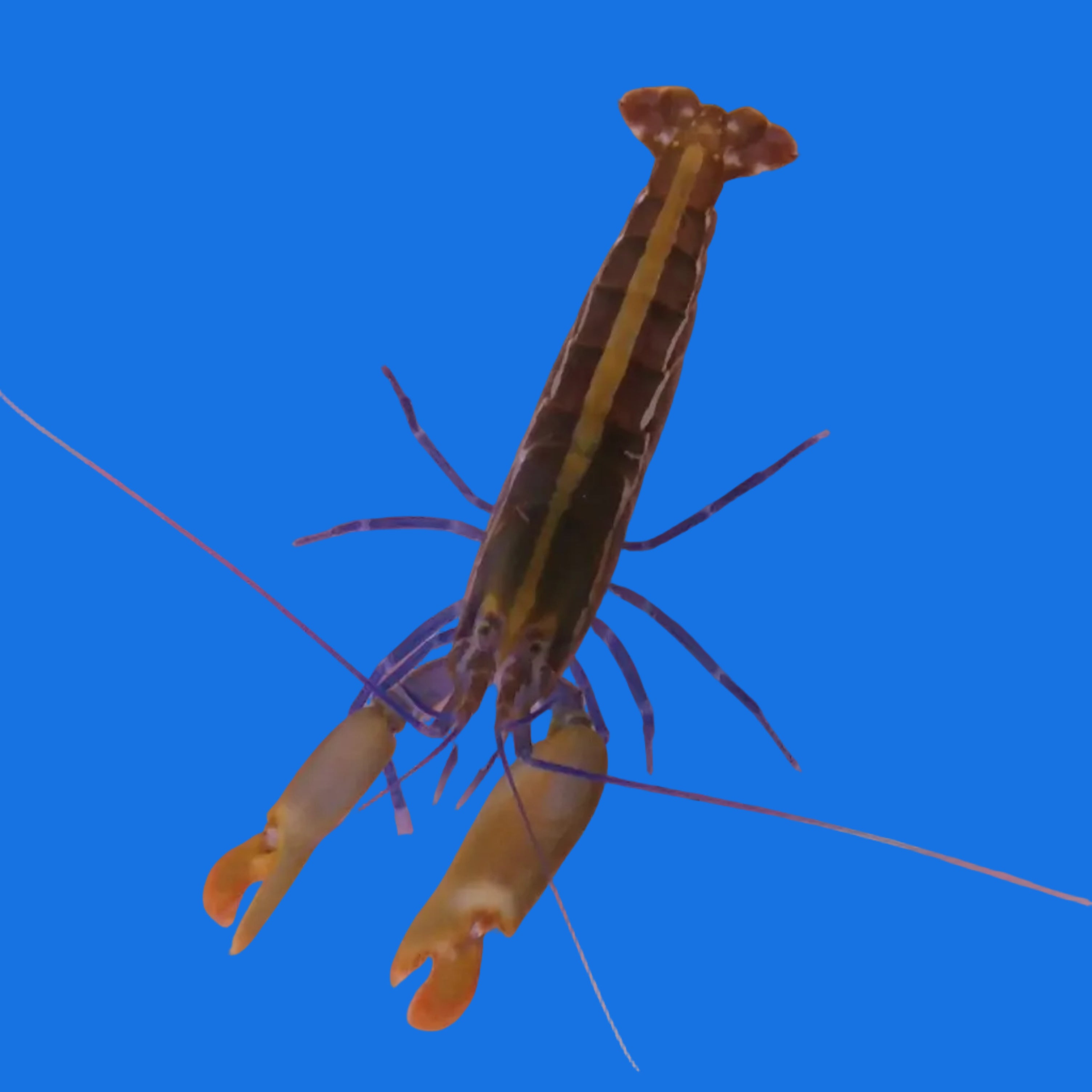 Blue Leg Pistol Shrimp