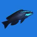 Springeri Dottyback