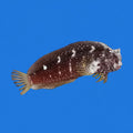 Starry Blenny-(M)