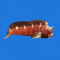 Starry Blenny - S