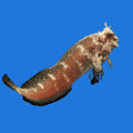 Starry Blenny - L