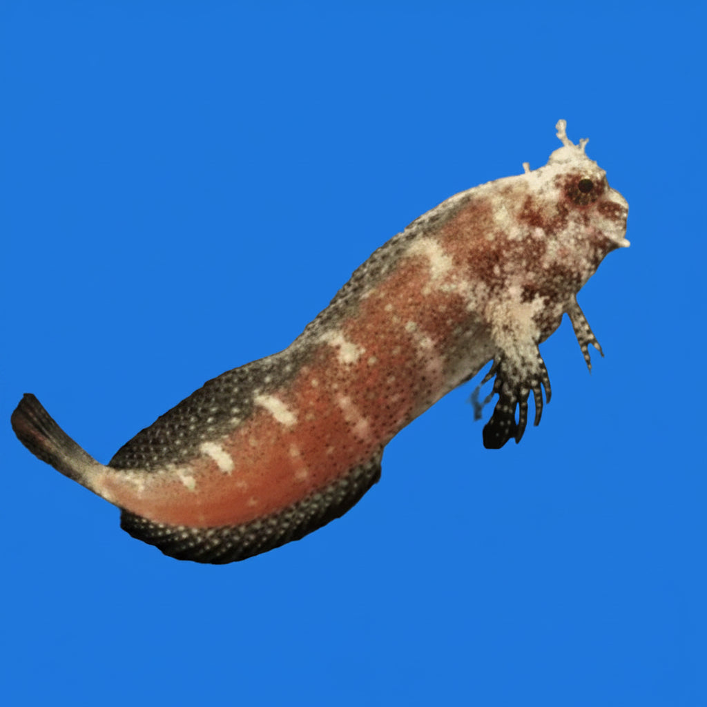 Starry Blenny - L