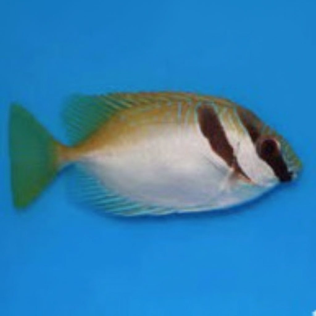 Scribbled Rabbitfish (two Barred Rabbitfish)