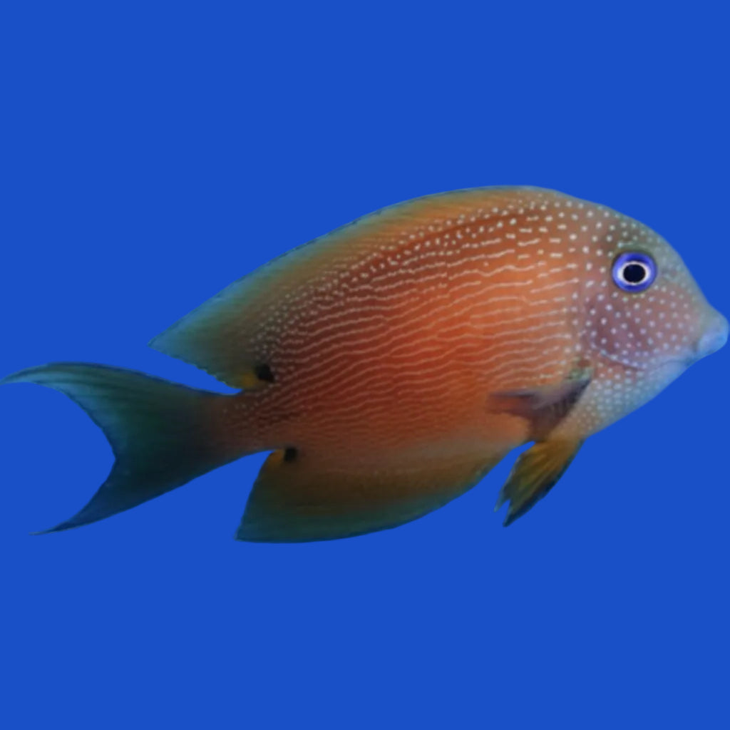 Two Spot Bristletooth Tang