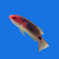 Exquisite Fairy Wrasse