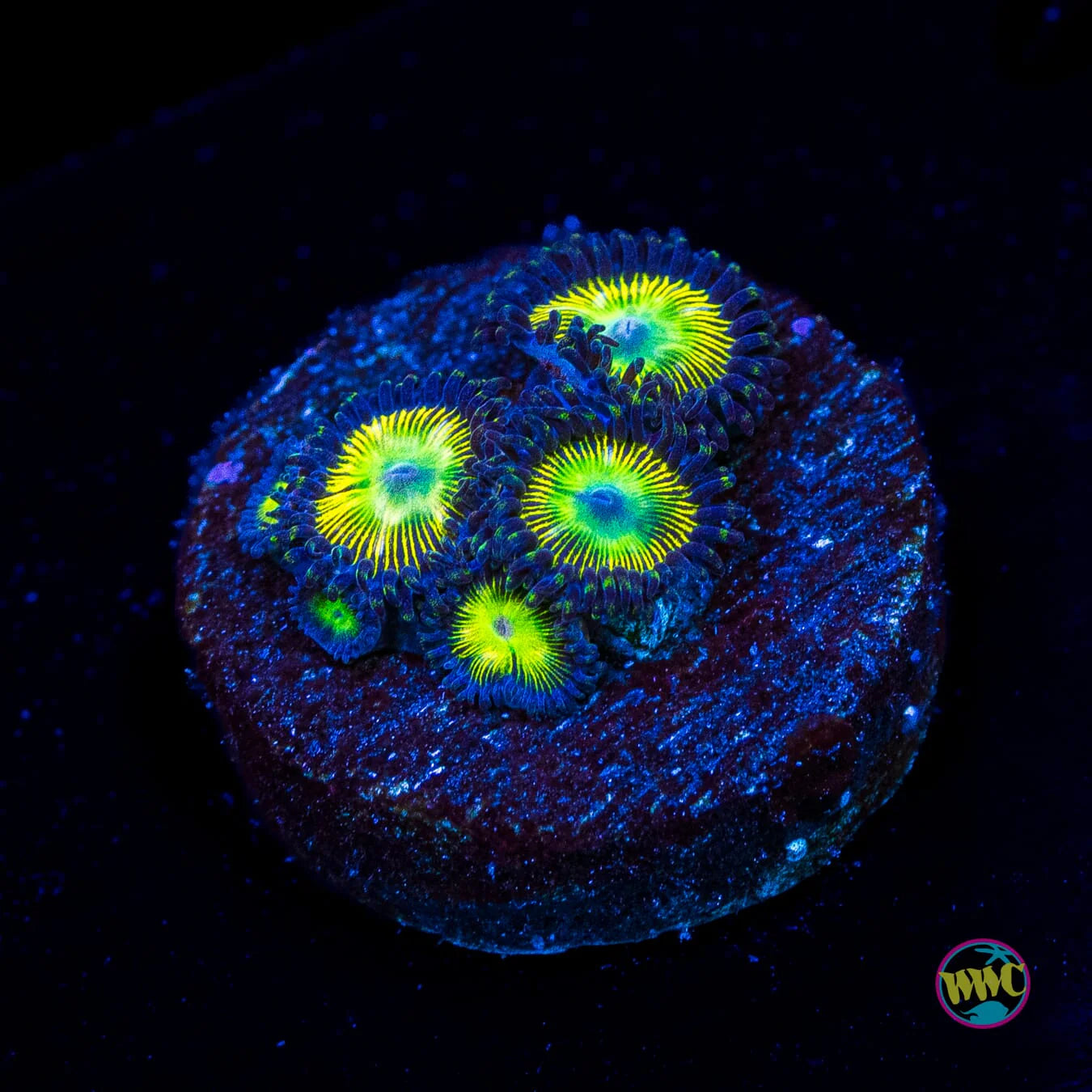 WWC Saltwater Taffee Zoanthid