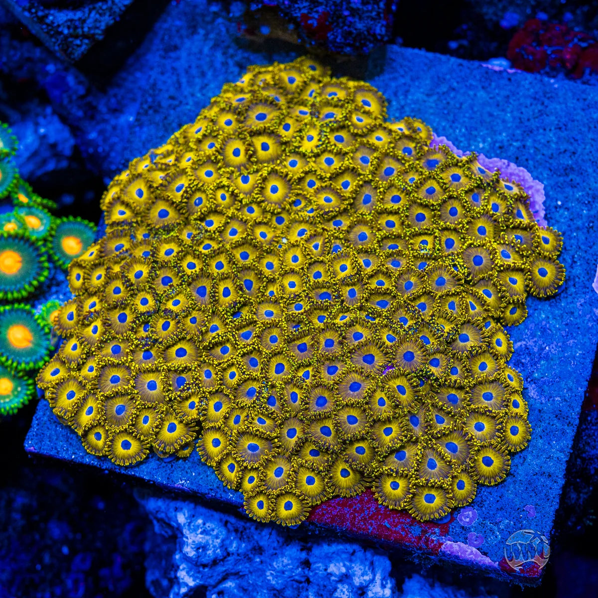 WWC Canary Island Zoanthids