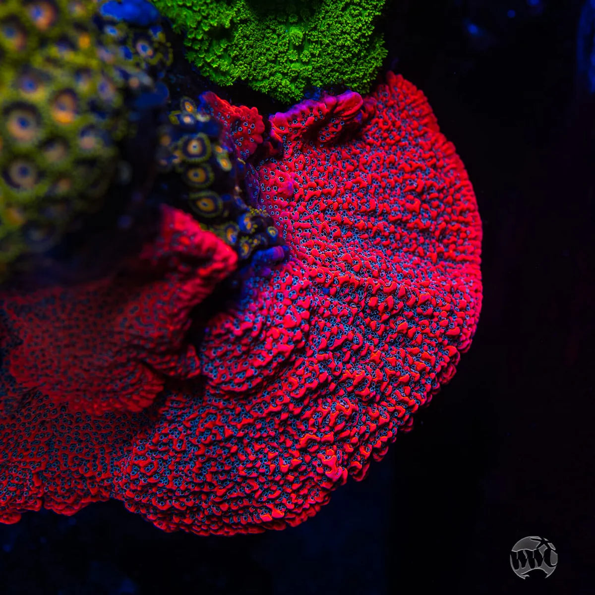 WWC Dragonfruit Montipora
