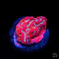 WWC Dragonfruit Montipora