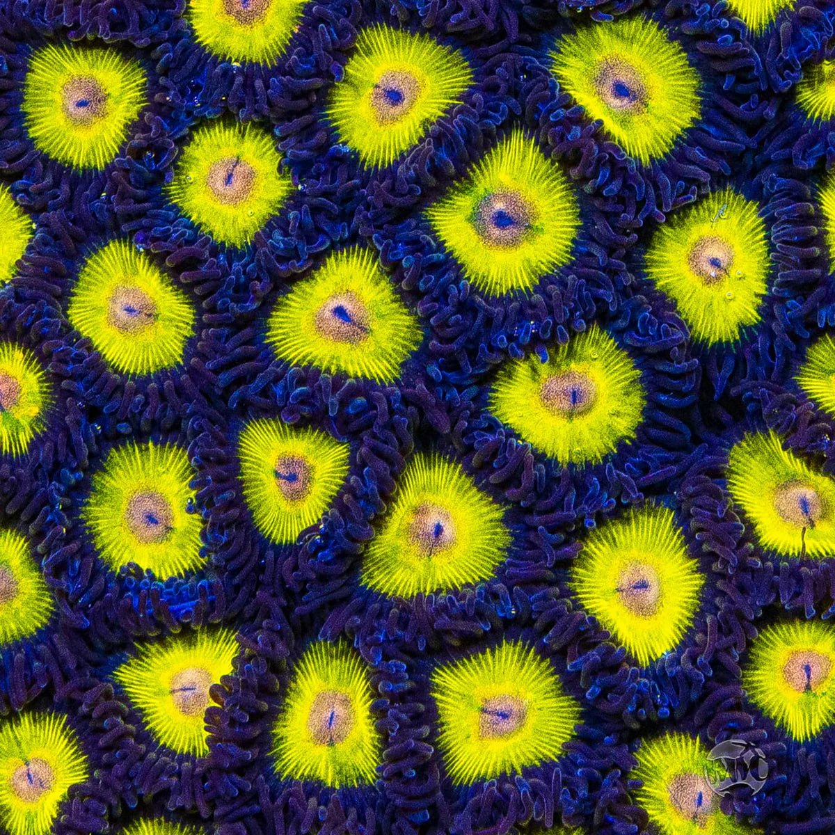 Golden Eye Zoanthid