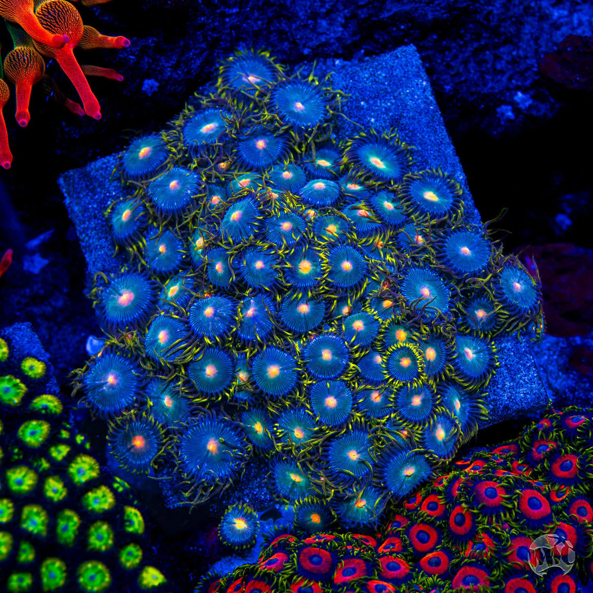 WWC Hairy Gorilla Zoanthid