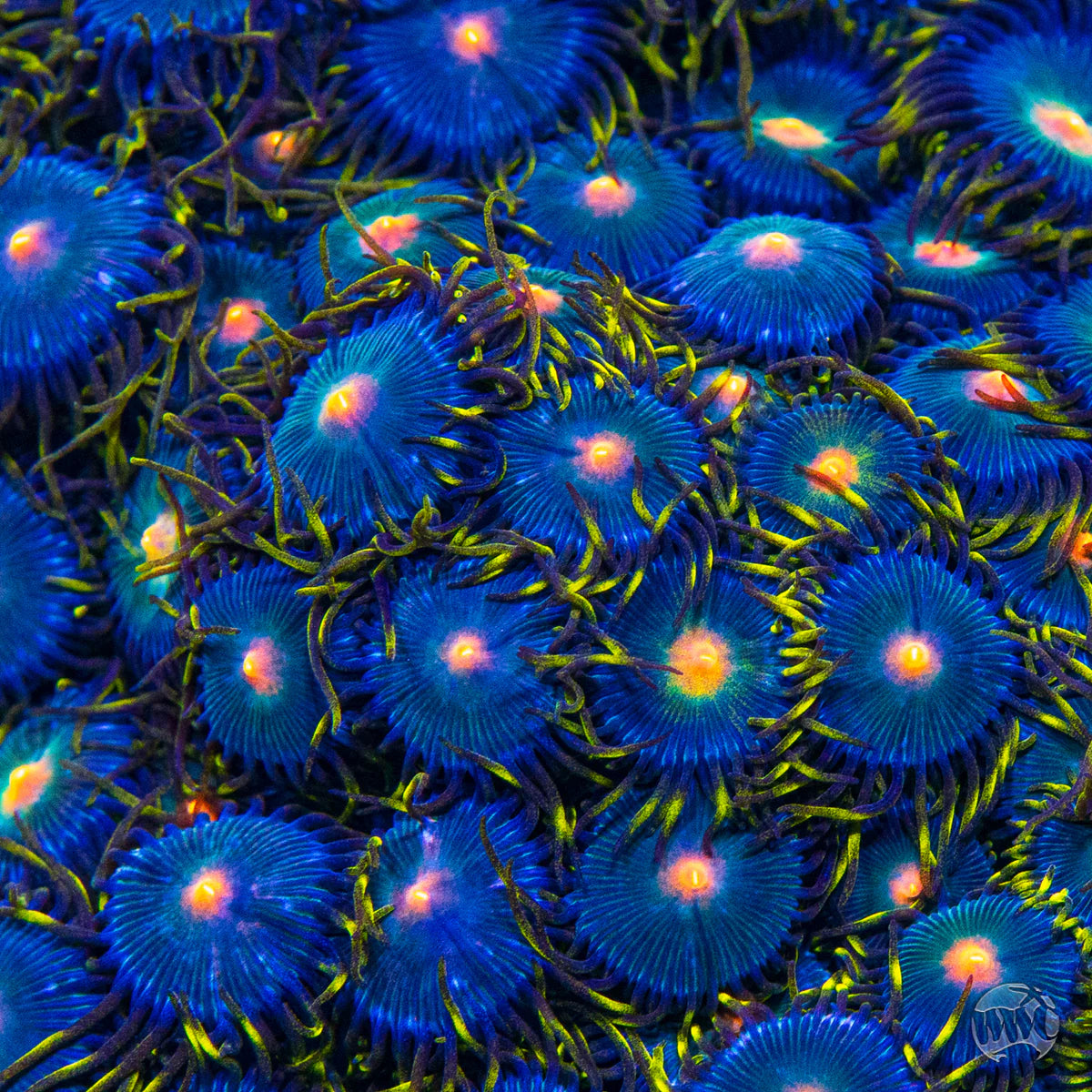 WWC Hairy Gorilla Zoanthid