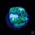 WWC Ice Sheet Lithophyllon
