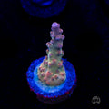 WWC Joe Dirte Acropora