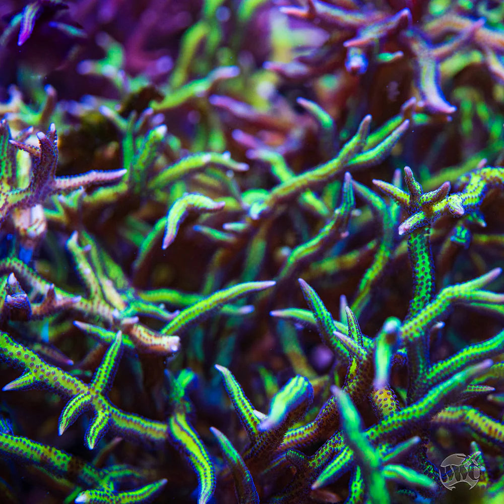 Purple Polyp Birds Nest
