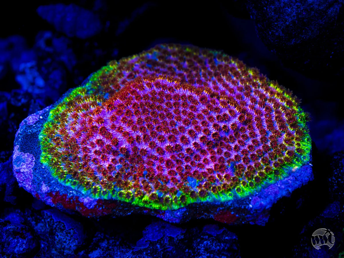 WWC Skittles Bomb Cyphastrea Coral