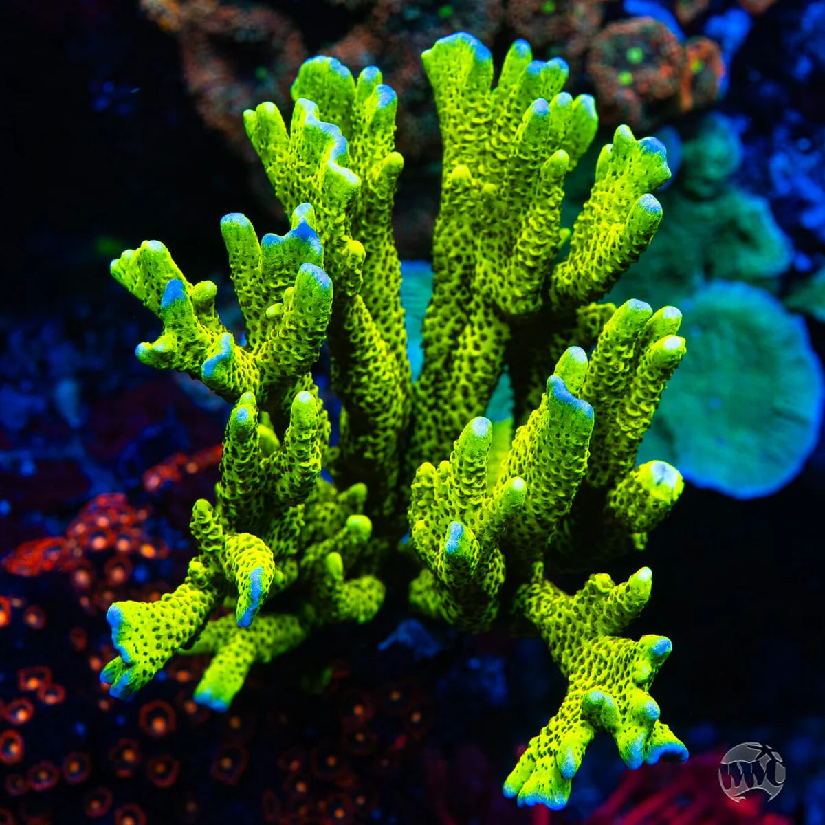 WWC Slimeball Spongodes Montipora
