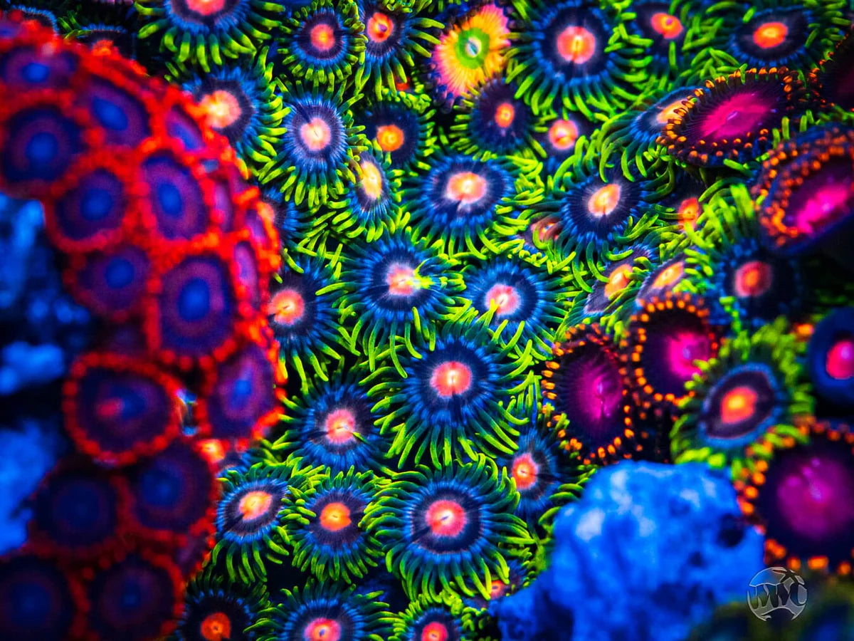 WWC Sweet Tooth Zoanthid