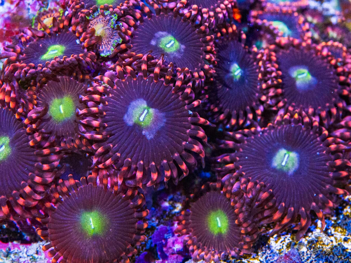 WWC Ultimate Chaos Zoanthid