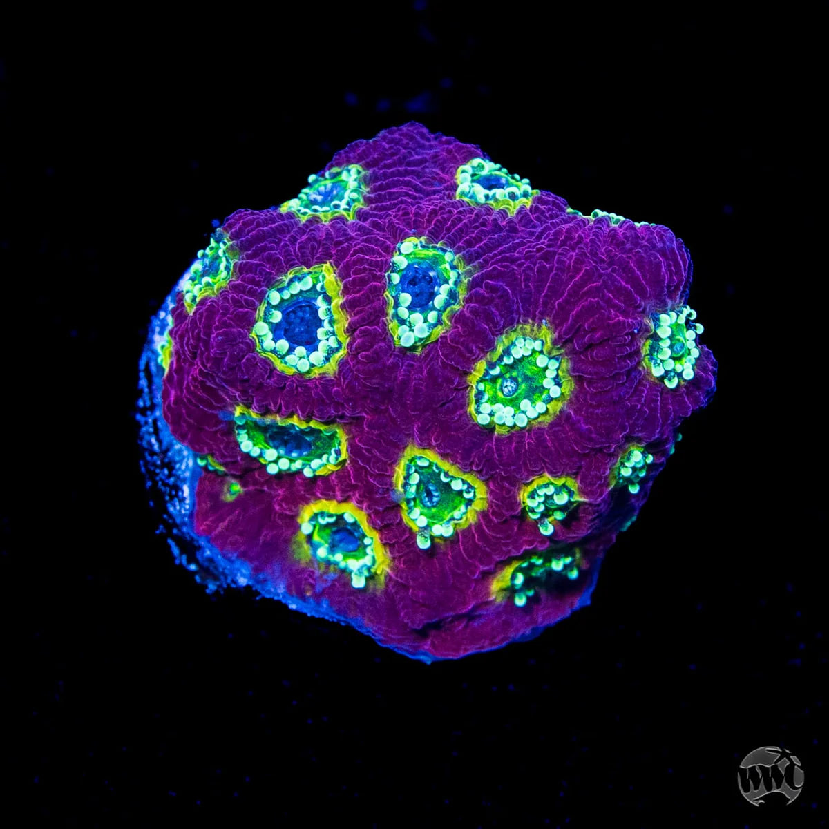 WWC Lemon-Lime Favites
