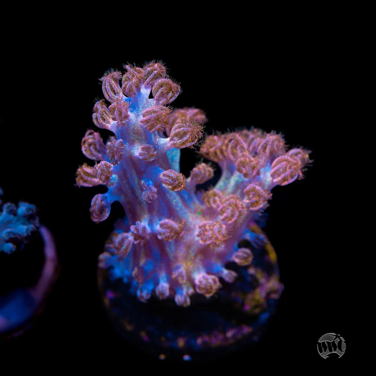 WWC Joe Dirte Acropora
