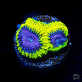 WWC Space Monkey Favia Coral