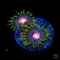 WWC Sweet Tooth Zoanthid