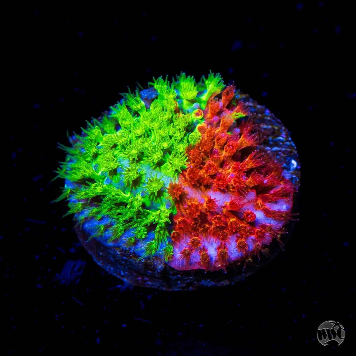WWC Two Face Stylocoeniella Coral