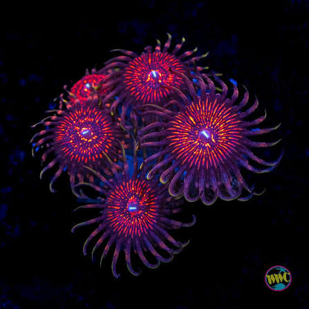 WWC ARC Nightcrawler Zoanthids