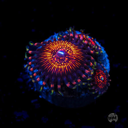 WWC ARC Nightcrawler Zoanthids