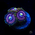 WWC Black Orchids Zoanthids