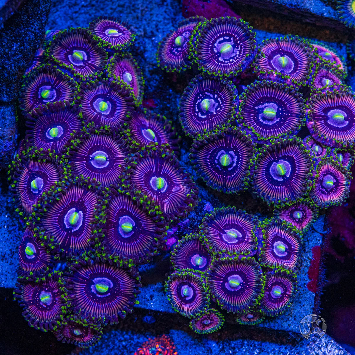 WWC Black Orchids Zoanthids