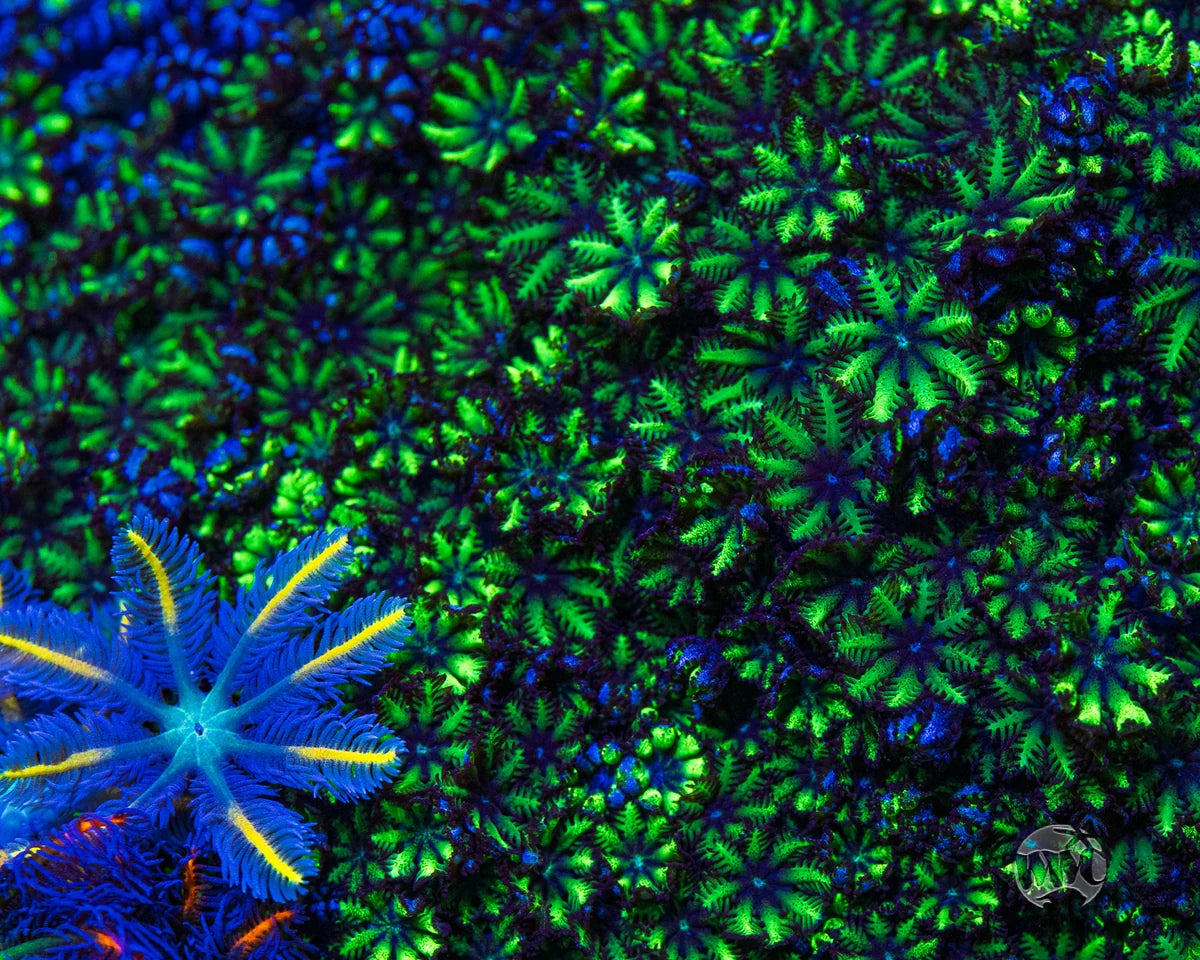 WWC Blue Sympodium Coral