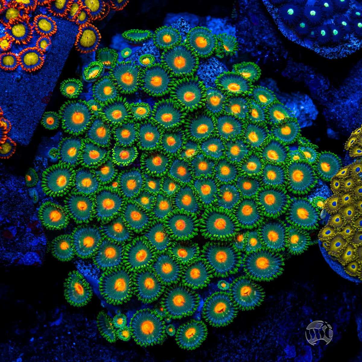 WWC Campfire Zoanthids