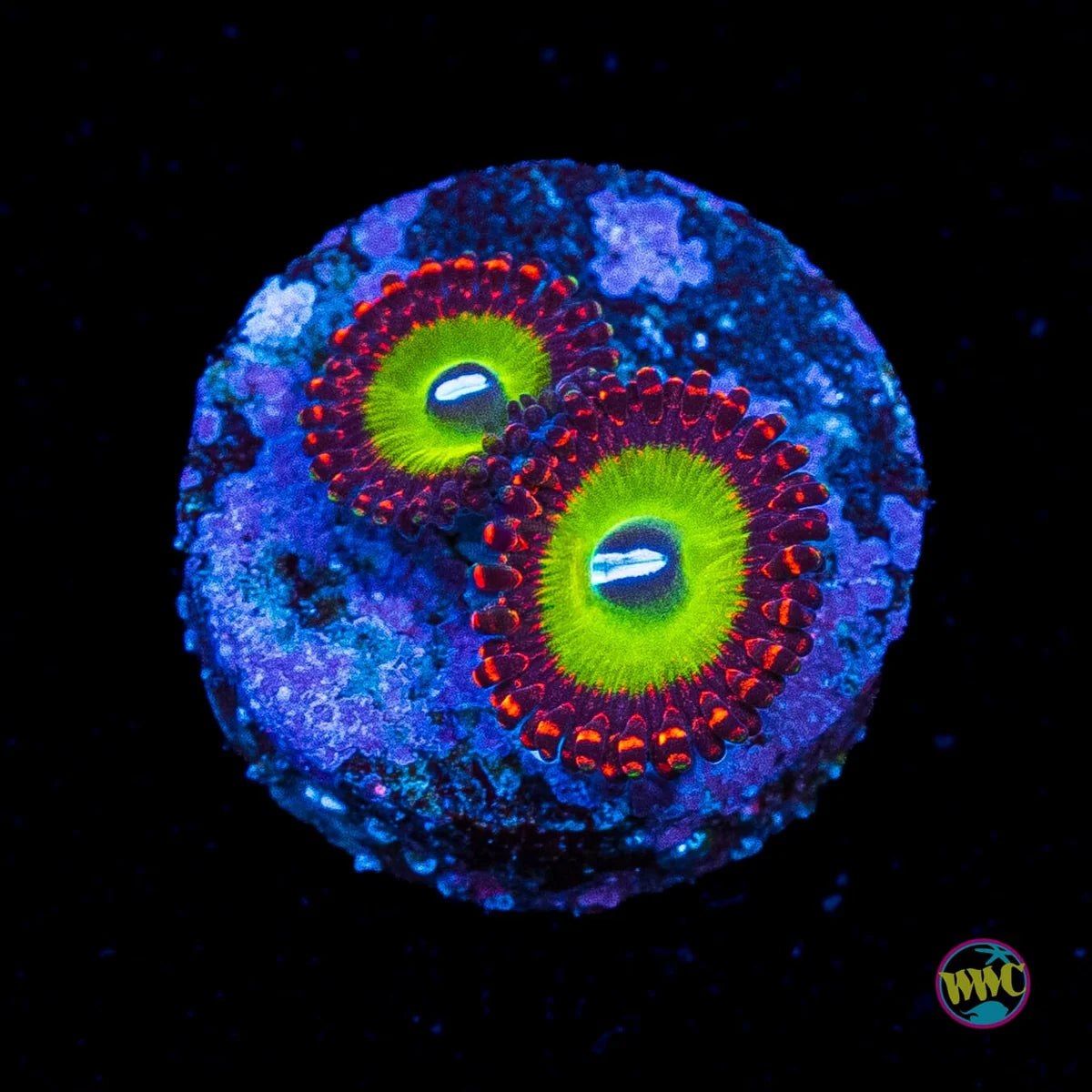 WWC Candy Apple Red Zoanthids