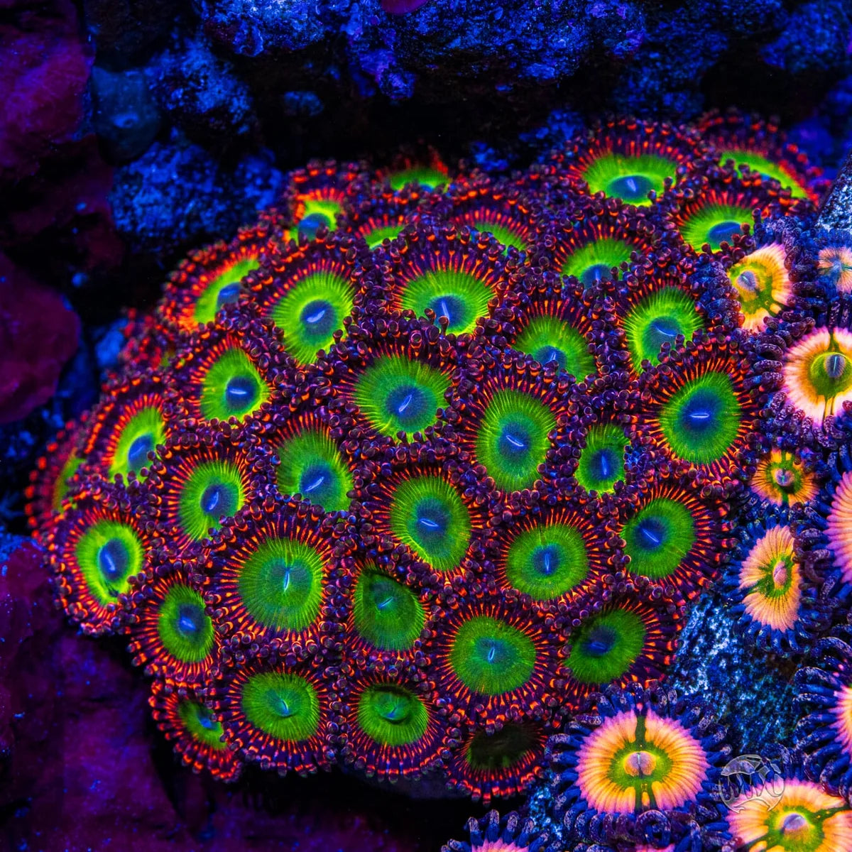 WWC Candy Apple Red Zoanthids