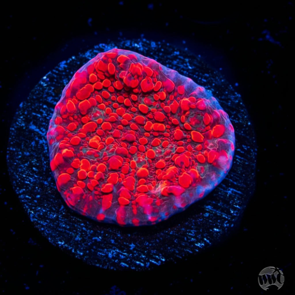 WWC Cherry Garcia Chalice