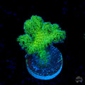 WWC Fantasy Island Birdsnest Coral