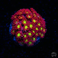 WWC Fruit Loopz Micro Goniopora