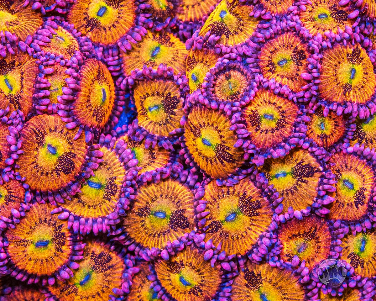 WWC Halle Berry Zoanthids