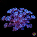 WWC I Love Lavender Alveopora Coral