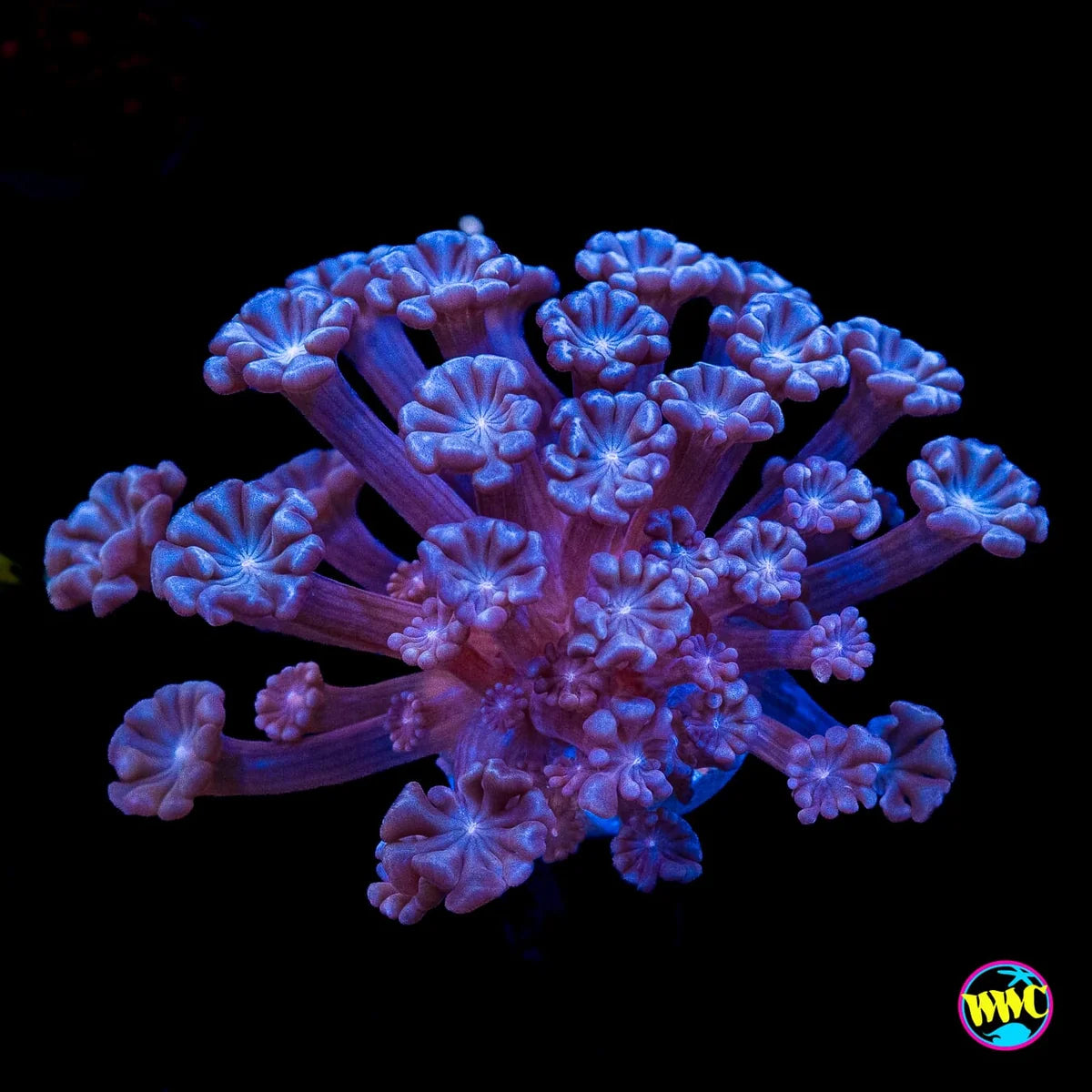 WWC I Love Lavender Alveopora Coral