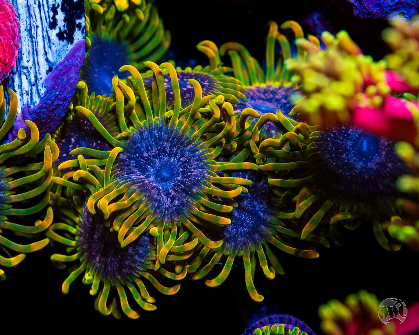 WWC Jason Fox Acid Reflux Zoanthids