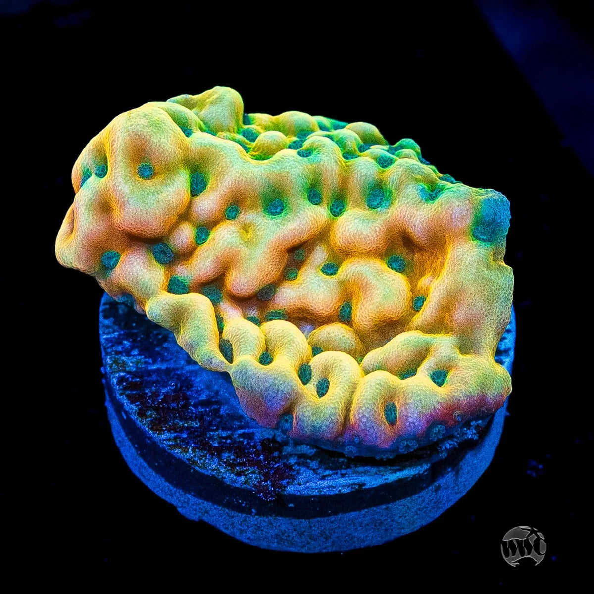 WWC Jason Fox Beach Bum Montipora