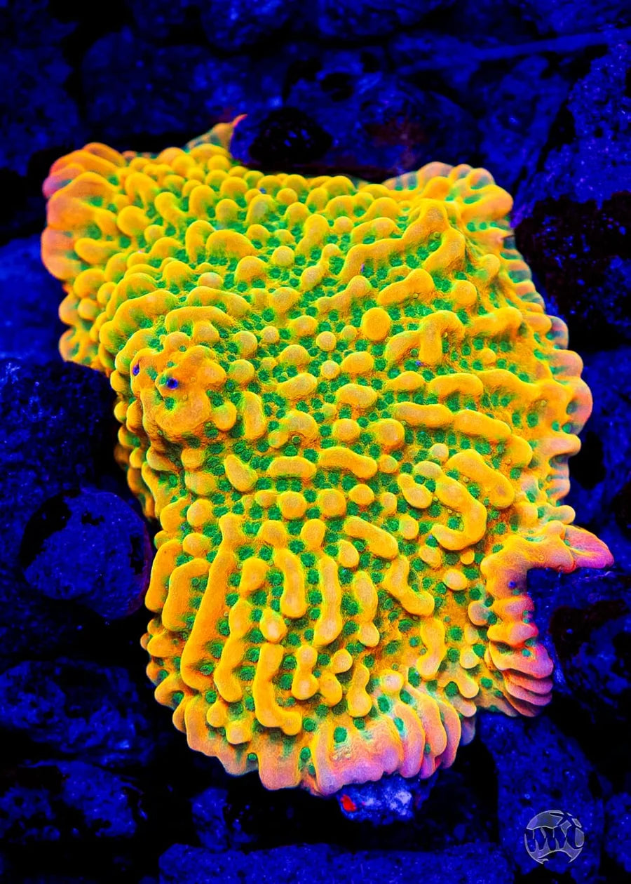 WWC Jason Fox Beach Bum Montipora