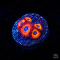 WWC Kedds Reds Zoanthids