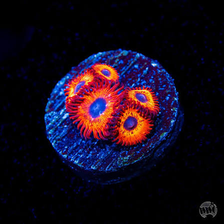 WWC Kedds Reds Zoanthids